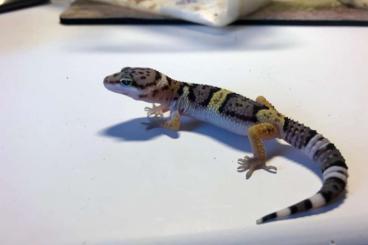 Geckos kaufen und verkaufen Foto: junge Leopardgeckos auf Weibchen inkubiert geschlüpft 7/22 