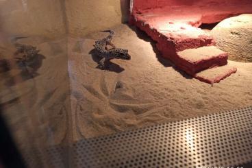 Geckos kaufen und verkaufen Photo: Geckos mit Terrarium und viel Zubehör
