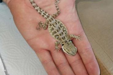 Bartagamen kaufen und verkaufen Foto: Baby Bartagame Pogona Vitticeps