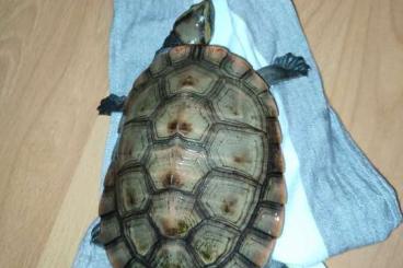 Turtles and Tortoises kaufen und verkaufen Photo: 2 männliche Wasserschildkröten 