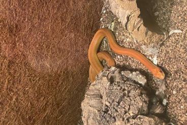 Nattern ungiftige  kaufen und verkaufen Foto: 5 Kornnattern mit Terrarium 