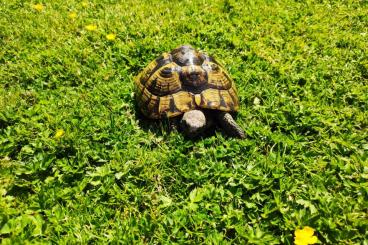 Landschildkröten kaufen und verkaufen Foto: Testudo hermanni boettgeri