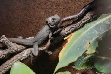 Lizards kaufen und verkaufen Photo: Einsamer Streifenbasilisk 1.0 sucht eine neue Gruppe 