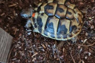 Landschildkröten kaufen und verkaufen Foto: Verkaufen unsere Landschildkröten 