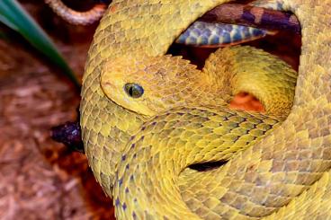Giftschlangen kaufen und verkaufen Foto: Atheris squamiger 2.1 Nachzucht 2015