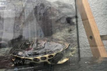 Sumpfschildkröten kaufen und verkaufen Foto: Wasserschildkröte zu verkaufen 