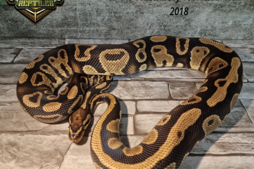 Ball Pythons kaufen und verkaufen Photo: ⚠️Königspython Bestands Reduzierung⚠️