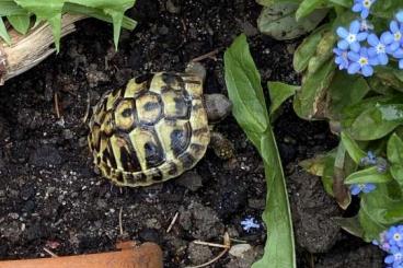 Landschildkröten kaufen und verkaufen Foto: 2 Griechische Landschildkröten 