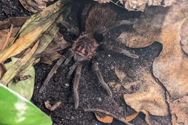 - bird spiders kaufen und verkaufen Photo: 1.0 Xenestis immanis Vogelspinne