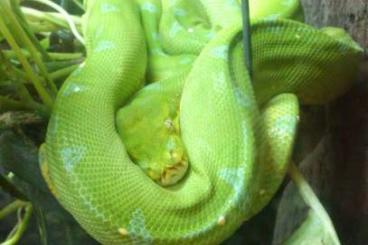 Schlangen kaufen und verkaufen Foto: verkaufe umständehalber  Morelia Viridis Sorong 