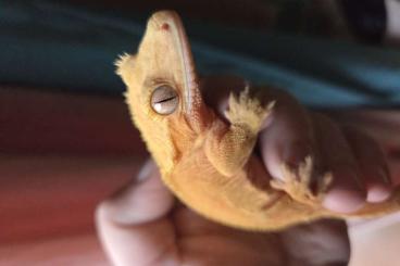 Geckos kaufen und verkaufen Photo: 2 kronen Weibchen PET only 