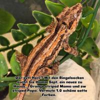 Bild 5/5