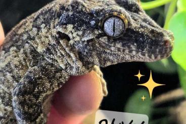 Geckos kaufen und verkaufen Photo: Höckerkopf Geckos abzugeben Geckos kaufen und verkaufen Photo: Höckerkopf Geckos abzugeben