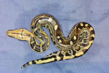 Schlangen kaufen und verkaufen Foto: borneo pythons........................ Schlangen kaufen und verkaufen Foto: borneo pythons........................