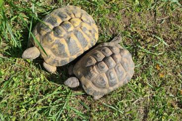 Landschildkröten kaufen und verkaufen Foto: Testudo h. boettgeri  Zuchtpaar von 2008 abzugeben