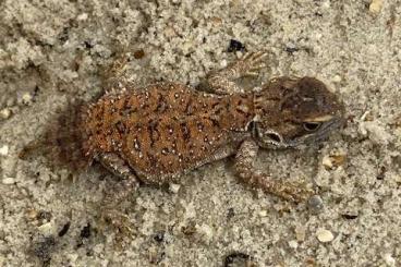 Agamen kaufen und verkaufen Foto: 2.2 Xenagama taylori abzugeben