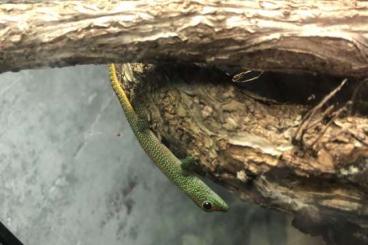 Geckos kaufen und verkaufen Foto: Phelsuma Grandis jungtiere