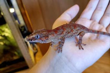 Echsen kaufen und verkaufen Foto: Lizards for Hamm and Houten shows Echsen kaufen und verkaufen Foto: Lizards for Hamm and Houten shows
