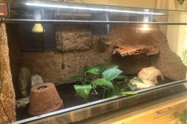 Königspythons kaufen und verkaufen Foto: 3 Königspythons mit Terrarium abzugeben; VHB 500€, Platz vor Preis