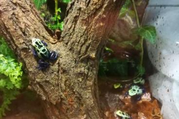 Poison dart frogs kaufen und verkaufen Photo: Dentrobates tinctorius Nachzuchten