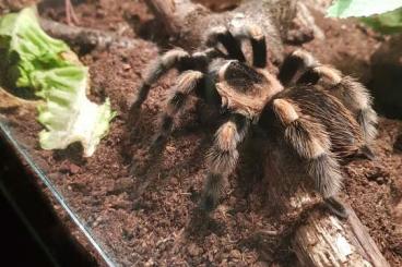 - bird spiders kaufen und verkaufen Photo: Rotknievogelspinne zuverkaufen