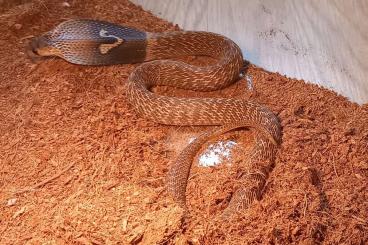 Venomous snakes kaufen und verkaufen Photo: 1.0 Naja naja, male (2022)