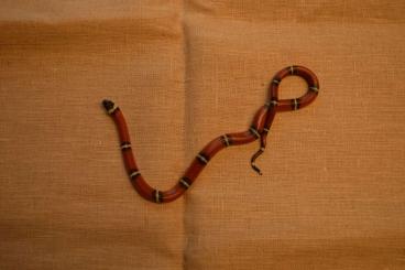 Schlangen kaufen und verkaufen Foto: Rote Königsnatter Lampropeltis polyzona