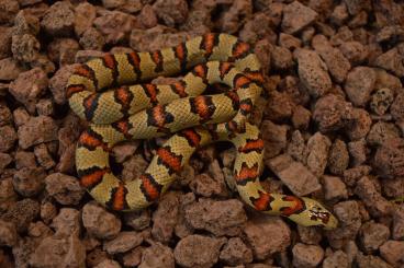 Snakes kaufen und verkaufen Photo: Veränderliche Königsnatter Lampropeltis leonis