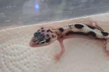 Geckos kaufen und verkaufen Photo: Leopardengeckos  Nachzucht 21  
