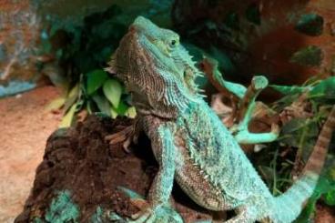 Bearded dragons kaufen und verkaufen Photo: Larry sucht erfahrenes Zuhause