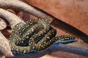 Pythons kaufen und verkaufen Foto: Diamantpython Morelia spilota spilota Pythons kaufen und verkaufen Foto: Diamantpython Morelia spilota spilota