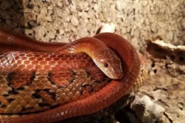 Snakes kaufen und verkaufen Photo: Kornnatterpäarchen zu verkaufen mit od. ohne Terrarium