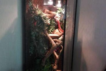 Snakes kaufen und verkaufen Photo: Kornnatterpäarchen zu verkaufen mit od. ohne Terrarium