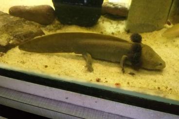 Schwanzlurche kaufen und verkaufen Foto: Ambystoma dumerilii , NZ 2024