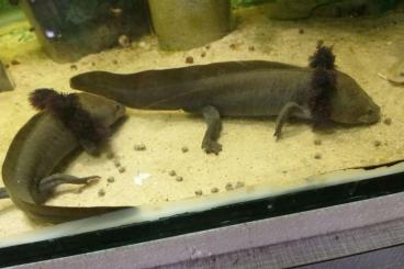 Schwanzlurche kaufen und verkaufen Foto: Ambystoma dumerilii , Nachzucht 2024/25 Schwanzlurche kaufen und verkaufen Foto: Ambystoma dumerilii , Nachzucht 2024/25