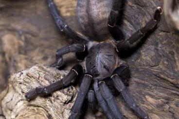 - bird spiders kaufen und verkaufen Photo: SUCHE Cyriopagopus / Haplopelma minax Slings