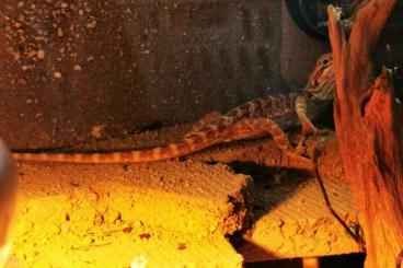 Agamen kaufen und verkaufen Foto: Bartagame Pogona Vitticeps