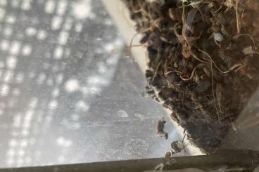 Insects kaufen und verkaufen Photo: Wandelndes Blatt Nymphen / Phyllium philippinicum