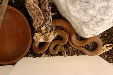 Snakes kaufen und verkaufen Photo: Euprepiophis conspicillatus female 2020