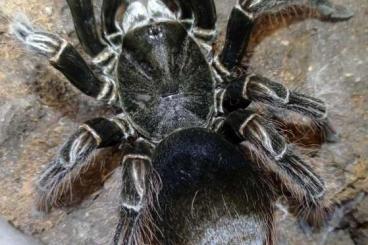- bird spiders kaufen und verkaufen Photo: Suche für Messe Hannover...
