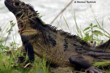 Echsen  kaufen und verkaufen Foto: HYDROSAURUS PUSTULATUS et MICROLOPHUS