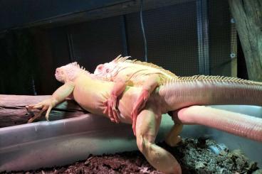 Echsen  kaufen und verkaufen Foto: birth of 50 babies iguana albinos red crushfield