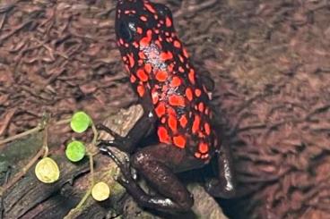 Pfeilgiftfrösche kaufen und verkaufen Photo: Oophaga sylvatica diablo Pfeilgiftfrösche kaufen und verkaufen Photo: Oophaga sylvatica diablo