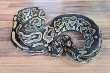 Ball Pythons kaufen und verkaufen Photo: Köpys suchen neue Mäusegeber
