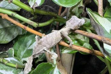 Geckos kaufen und verkaufen Photo: Uroplatus phantasticus 2.0 abzugeben. Geckos kaufen und verkaufen Photo: Uroplatus phantasticus 2.0 abzugeben.