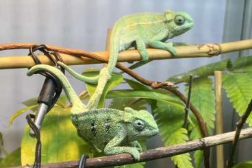 Chamäleons kaufen und verkaufen Foto: Gebe 0.2 Trioceros Sternfeldi ab. Chamäleons kaufen und verkaufen Foto: Gebe 0.2 Trioceros Sternfeldi ab.