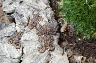 Spiders and Scorpions kaufen und verkaufen Photo: Tityus smithii ENZ instar 3-5