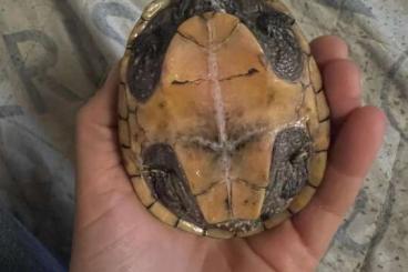 Schildkröten  kaufen und verkaufen Foto: 2x Sternotherus odoratus / Moschusschildkröte 