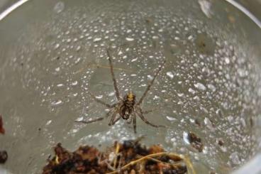 Spiders and Scorpions kaufen und verkaufen Photo: Ctenidae sp.mamfe road FH3-4 ENZ 
