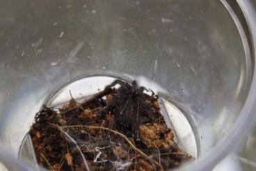 Spinnen und Skorpione kaufen und verkaufen Foto: Tapinauchenius rasti ENZ FH1-2 04/2024